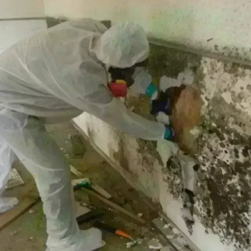 Mold Remediation and Removal in Acton, CA